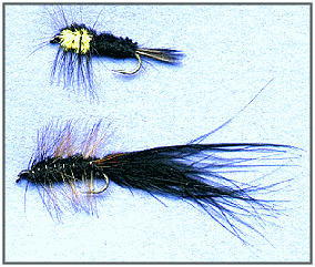 montana nymph